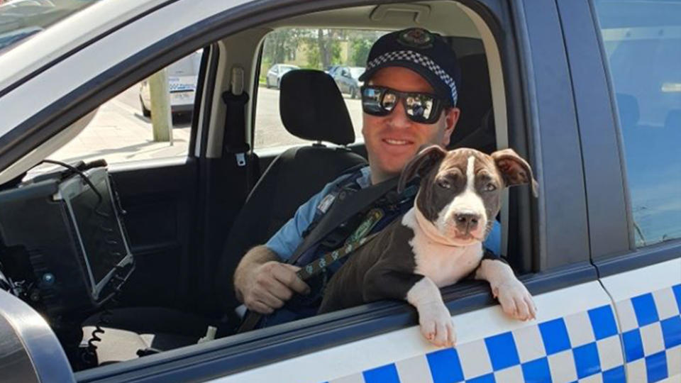 American Staffordshire Terrier Athena was stolen from a home in Cooks Hill. She is pictured here leaning out of the window with a NSW Police officer.