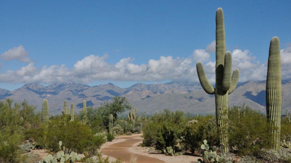 Paved trail in Saguaro National Park