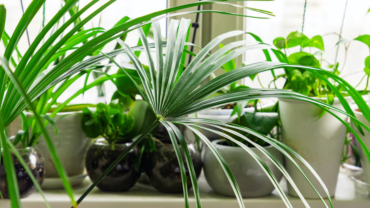  Tropical houseplants in a white wall room on a windowsill . 