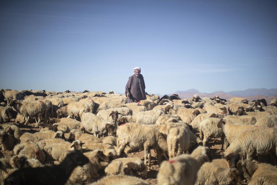 Hammou Ben Ady, a nomad, guide his sheep in search for food to graze on near Tinghir, Morocco, Monday, Nov. 28, 2022. The drought forced him to rely on government handouts of fodder. (AP Photo/Mosa'ab Elshamy)