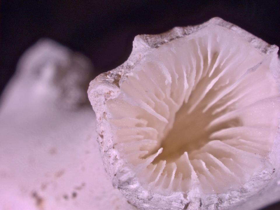 Ocean acidification: Lophelia pertusa skeleton with evidence of dissolution around the outside walls.