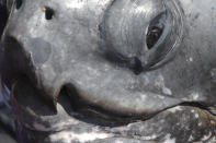 In this Sept. 10, 2002, photo provided by Scott Benson, a leatherback turtle is seen in Monterey, Calif., during a scientific expedition to research the turtles' migration patterns. All seven distinct populations of leatherbacks in the world are troubled, but a new study shows an 80% population drop in just 30 years for one extraordinary sub-group that migrates 7,000 miles across the Pacific Ocean to feed on jellyfish in cold waters off California. Scientists say international fishing and the harvest of eggs from nesting beaches in the western Pacific are to blame. (Scott Benson via AP)