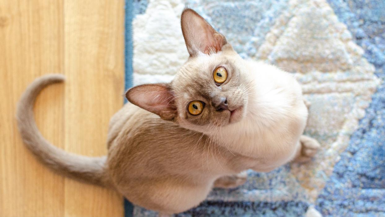 Burmese cat