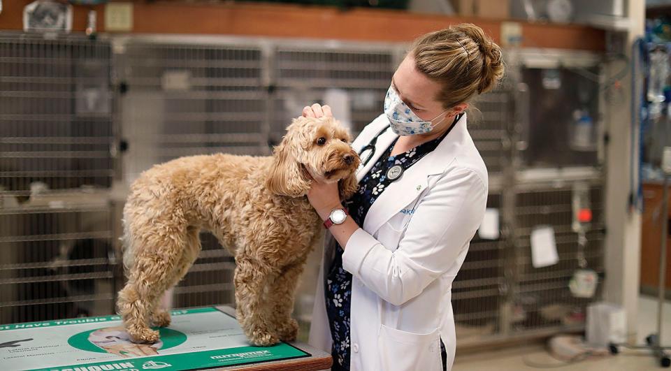 Kensington, a 3-year-old doodle, gets a checkup from Hingham veterinarian Lisa Kimball at the Old Derby Animal Hospital on Friday, Jan. 14, 2022.