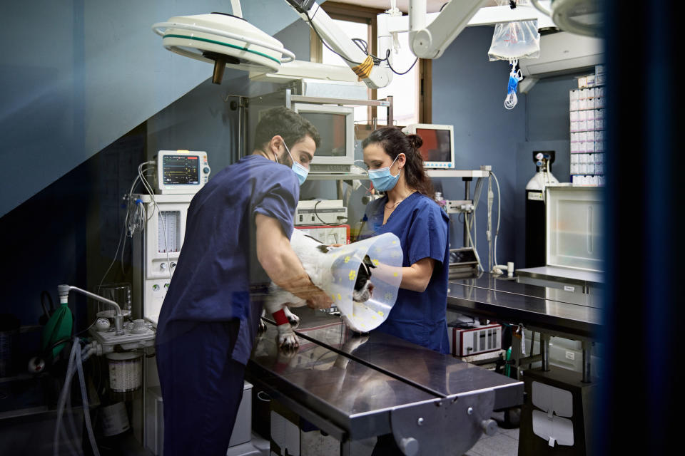 Two people wearing surgical masks handle a dog wearing a cone