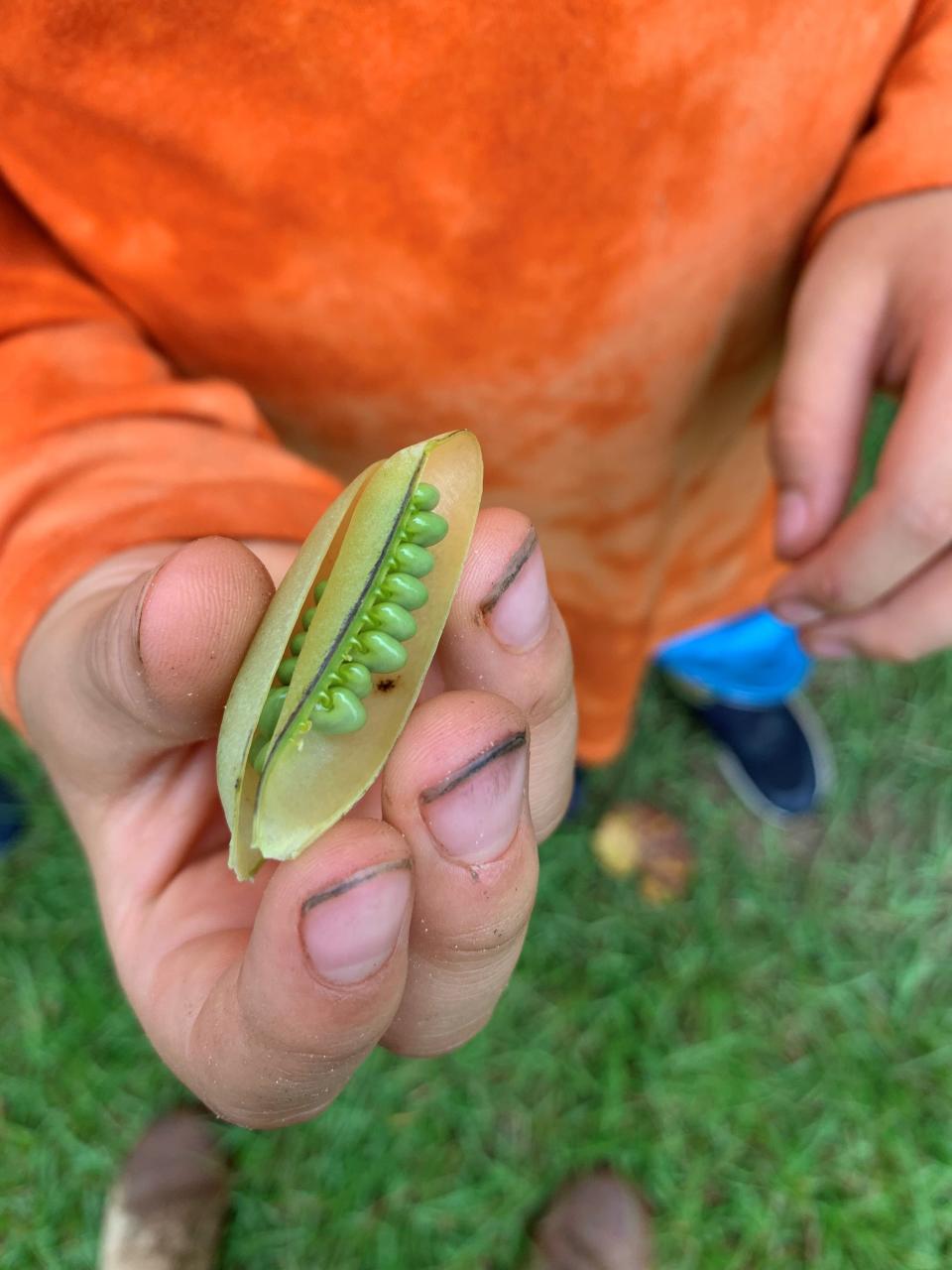 Peas or petunias? How to get kids excited about gardening