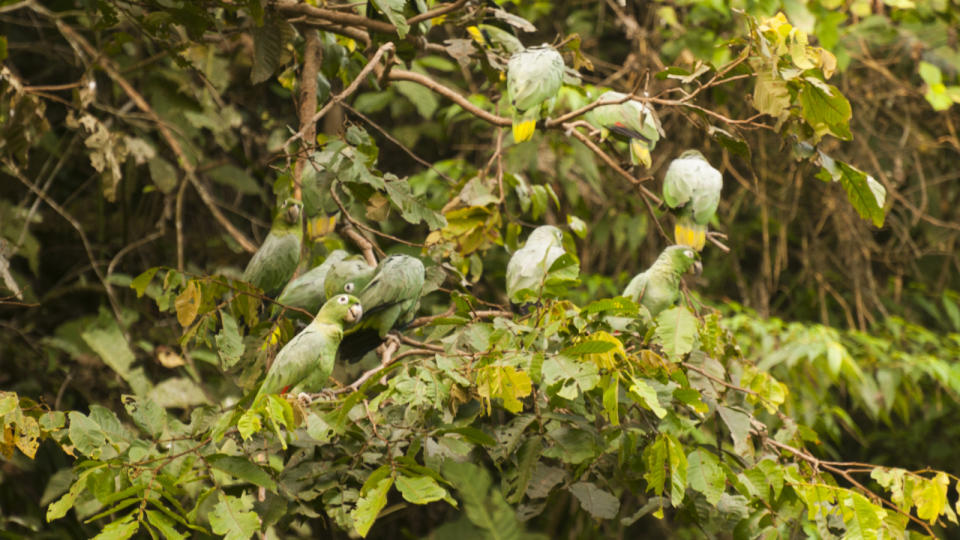 A group of Mealy Amazon parrots sit in a tree.