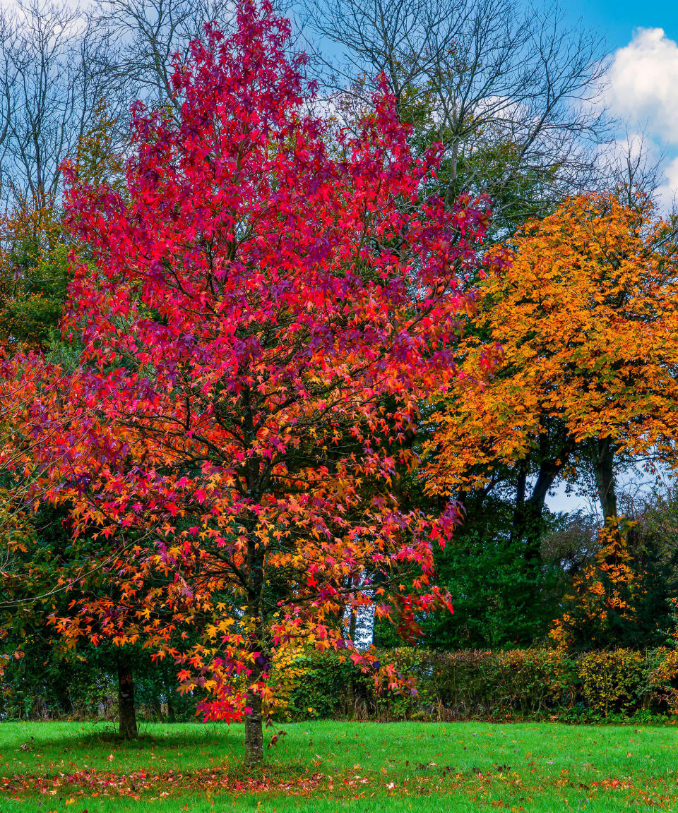 1. Red Maple (Acer Rubrum)