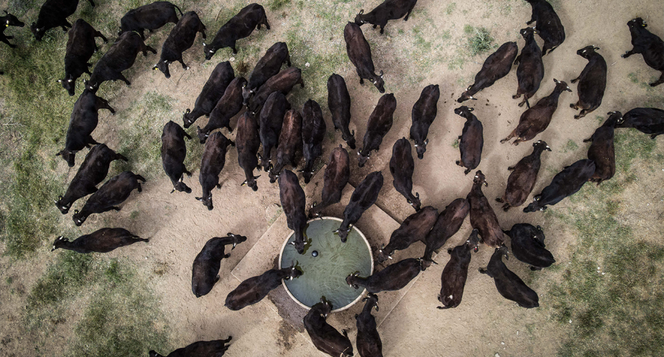 An outbreak of foot and mouth disease could cost Australia $80 billion. Source: Getty (File)