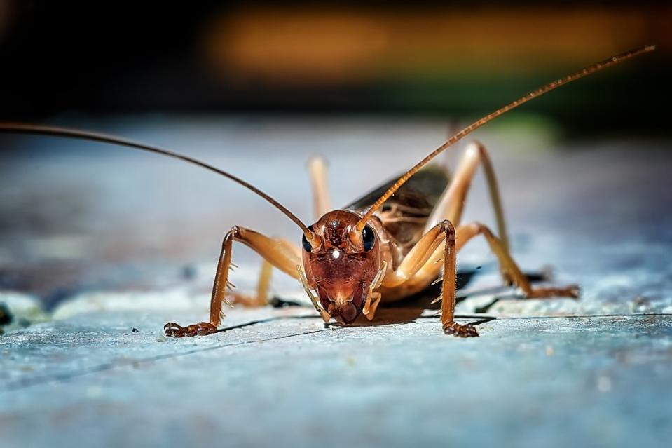 Crickets started chirping as if it was night. Getty Images/iStockphoto