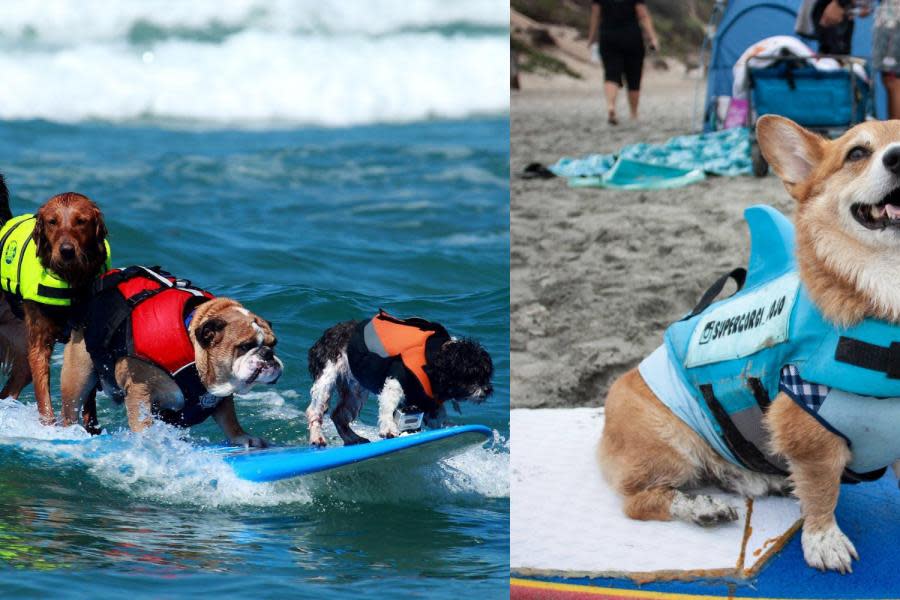 ¡Perritos surfistas preparan sus mejores trucos para la competencia en San Diego!