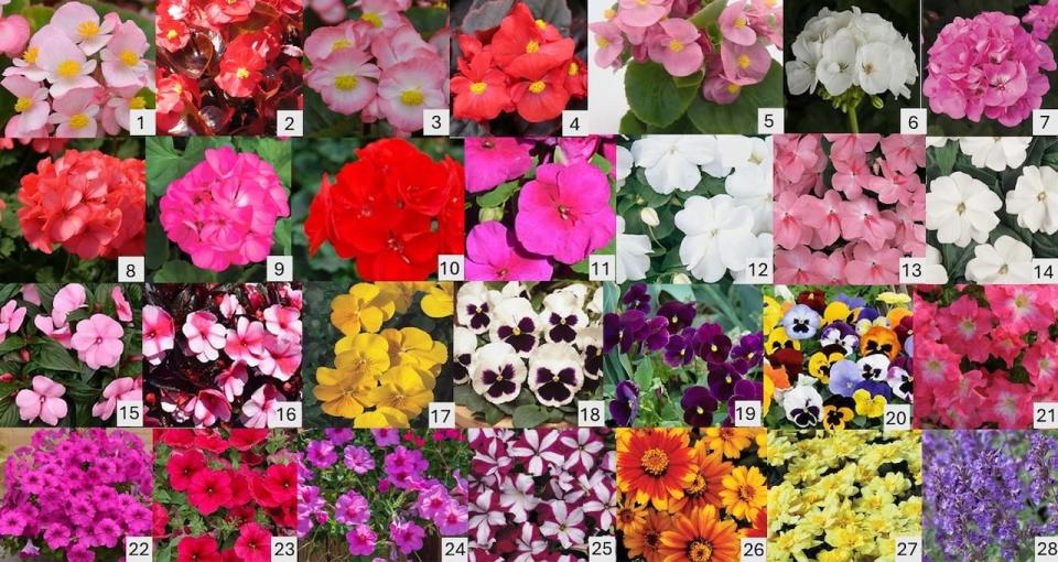 All the varieties of annual flowers studied by Smitley and his team. The number corresponds to the name of the variety in the paper.