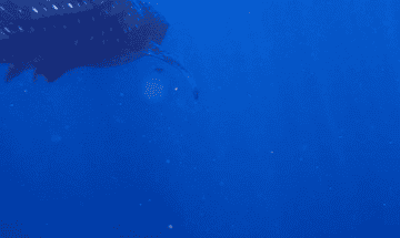 A large whale shark swims gracefully in deep blue water, accompanied by a smaller fish swimming close by