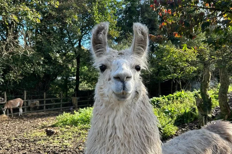 A big white fluffy llama