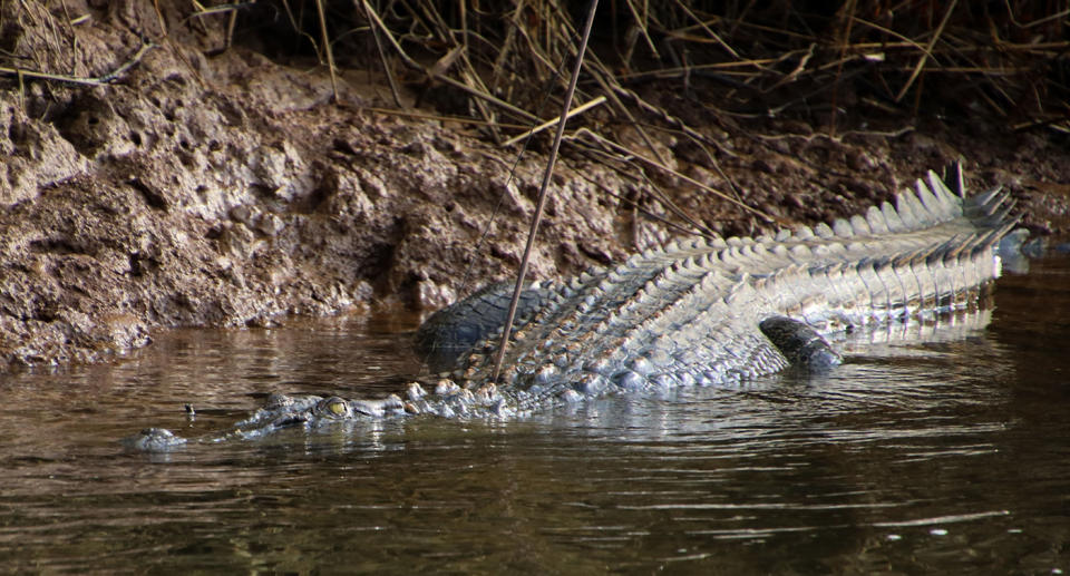 image of a crocodile wading into murky brown water.