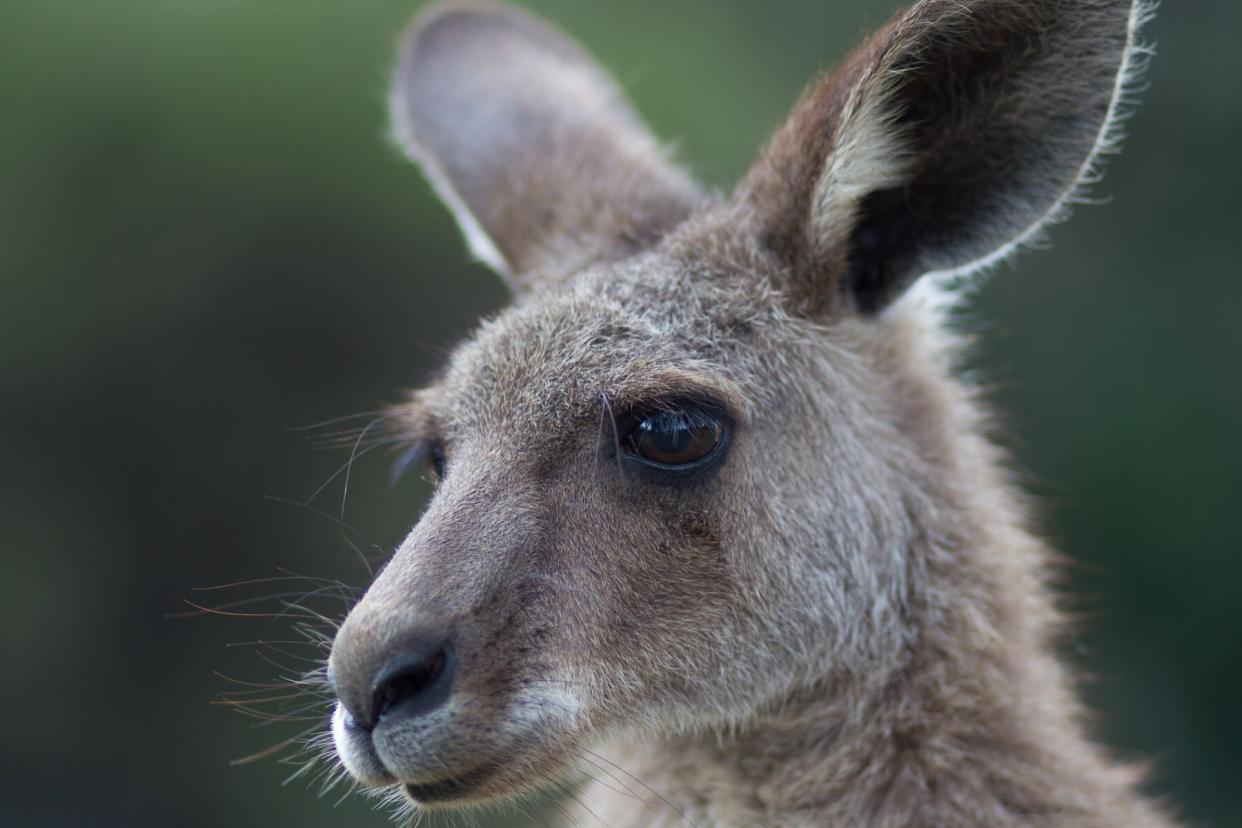 close-up view of a kangaroo