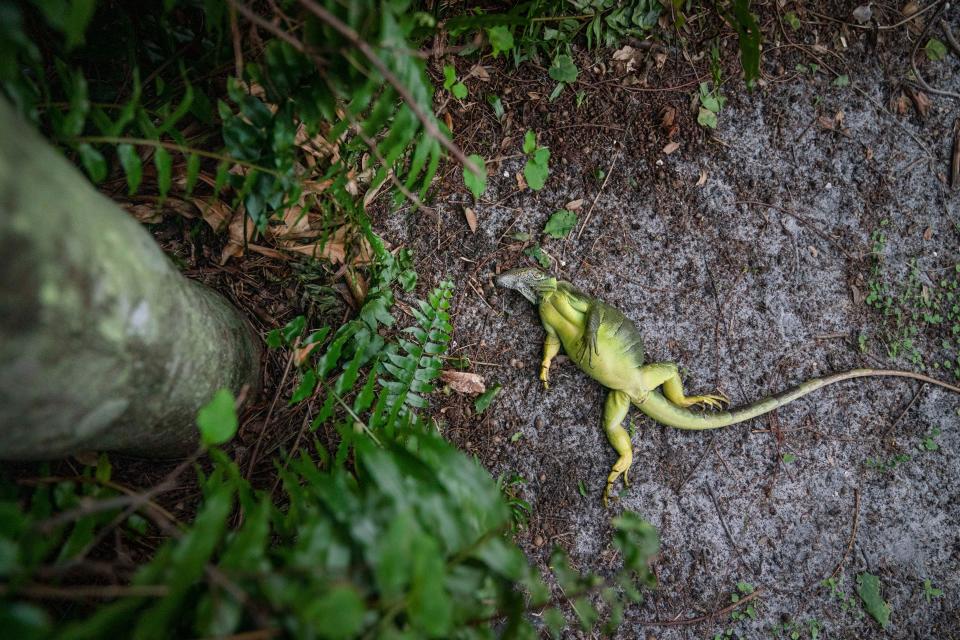 A cold-stunned iguana fell from a palm tree as temperatures dropped in 40s in West Palm Beach, Florida on Dec. 26, 2022. The low temperature immobilize the cold blooded reptiles until it gets warmer. 