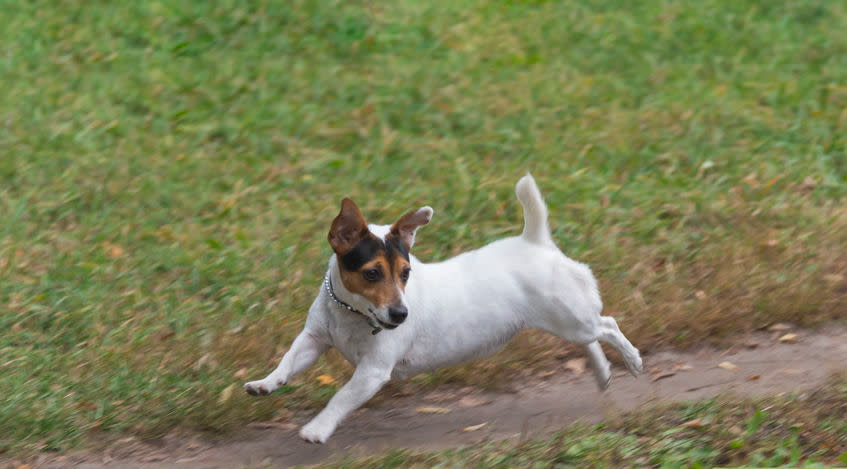 Funny Jack russell terrier runs along the path in a park in autumn