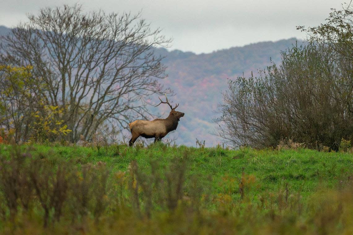 An elk stands near where construction is underway on the Boone’s Ridge wildlife center in Bell County, Ky., on Tuesday, Nov. 2, 2021.