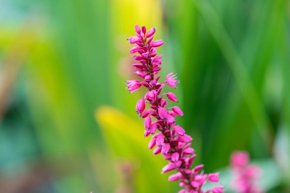 Angelonia