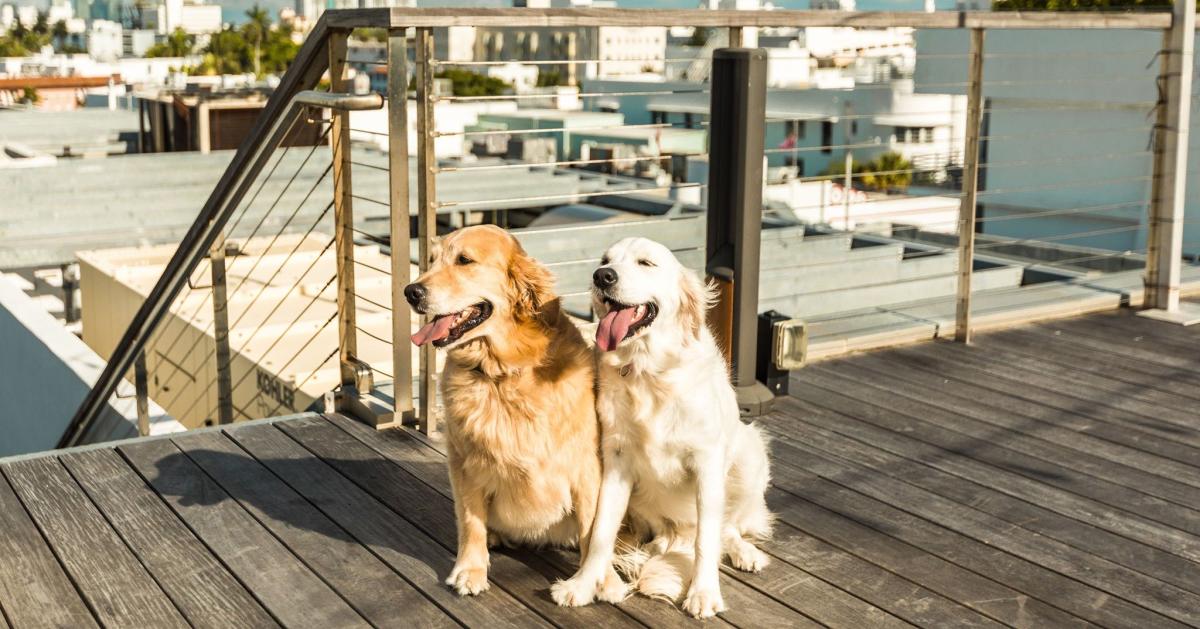 These Hotels Have The Cutest Animals As Brand Ambassadors!