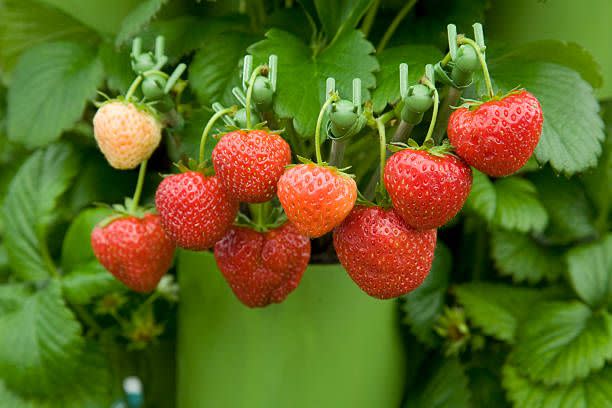 <p>Why not let your garden do double duty? Many edibles are pretty and practical in planters or beds. New types of vegetables have been developed specifically for containers. And new varieties of strawberries, raspberries, and blueberries have been bred to be more compact and ornamental, so they look as good as they taste. </p><p>Varieties to try: Berried Treasure Strawberry, Jelly Bean Blueberry</p><p><a class="link " href="https://www.amazon.com/Seascape-Beauty-Everbearing-Strawberry-Plants/dp/B071G6CHGT/ref=sr_1_20?crid=18SJX9V8TAJ6Y&keywords=strawberry+plant&qid=1677121090&refinements=p_72%3A2661618011&rnid=2661617011&sprefix=Red+Strawberry+plant%2Caps%2C110&sr=8-20&tag=syn-yahoo-20&ascsubtag=%5Bartid%7C10057.g.31965995%5Bsrc%7Cyahoo-us" rel="nofollow noopener" target="_blank" data-ylk="slk:Shop Now;elm:context_link;itc:0;sec:content-canvas">Shop Now</a></p>