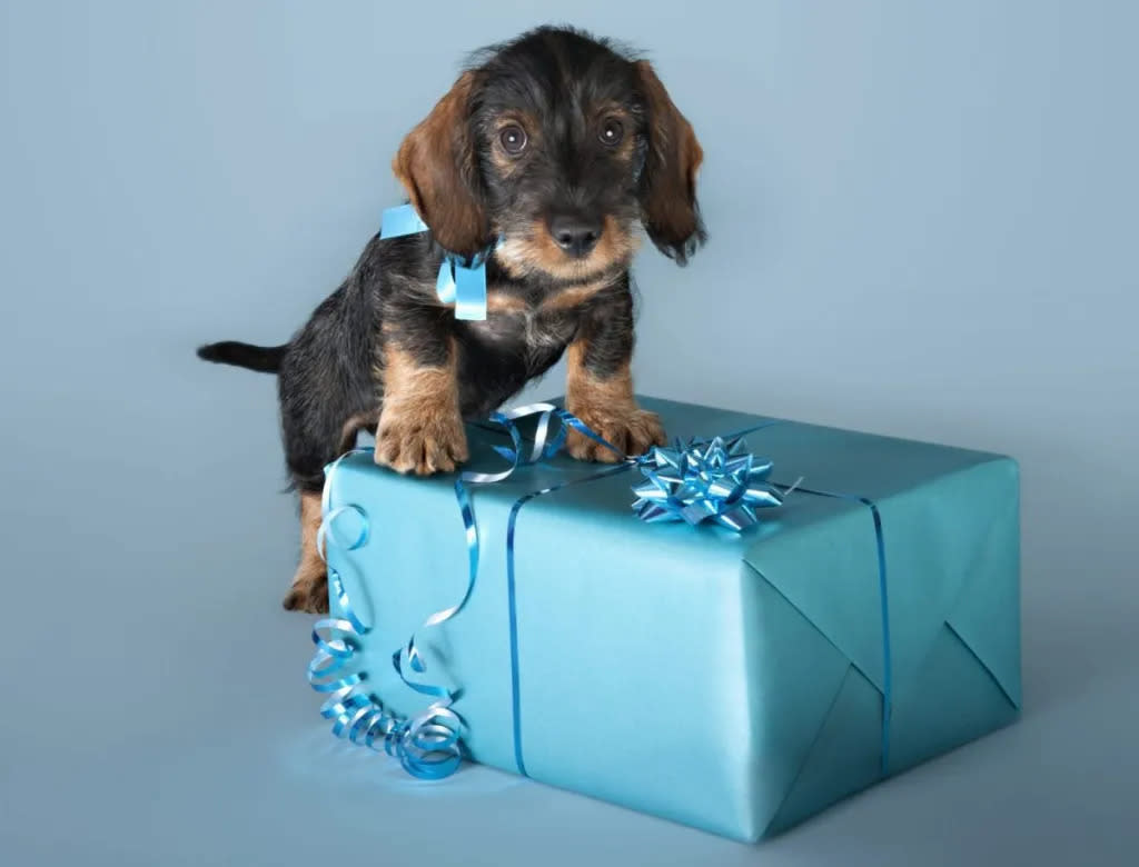 Dachshund puppy climbing on blue wrapped present from dog gift registry
