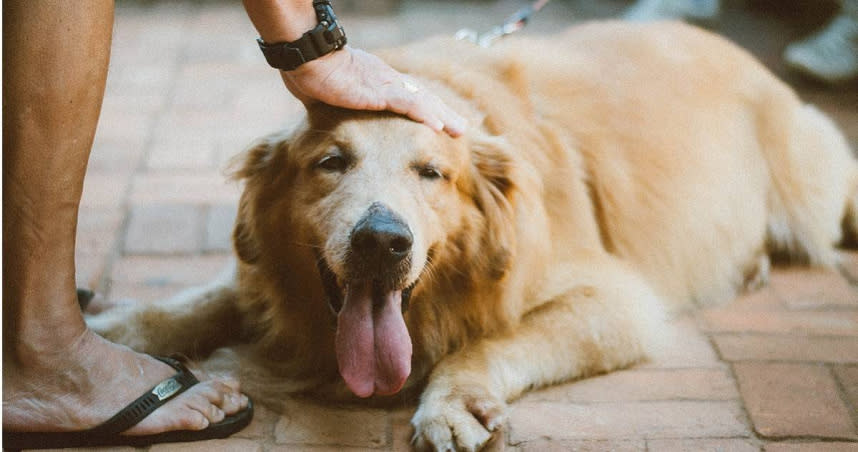 帶狗狗出門要小心接觸到的陌生犬隻是否生病，另外也要記得接種疫苗，維持毛小孩健康。（示意圖／翻攝自pexels）