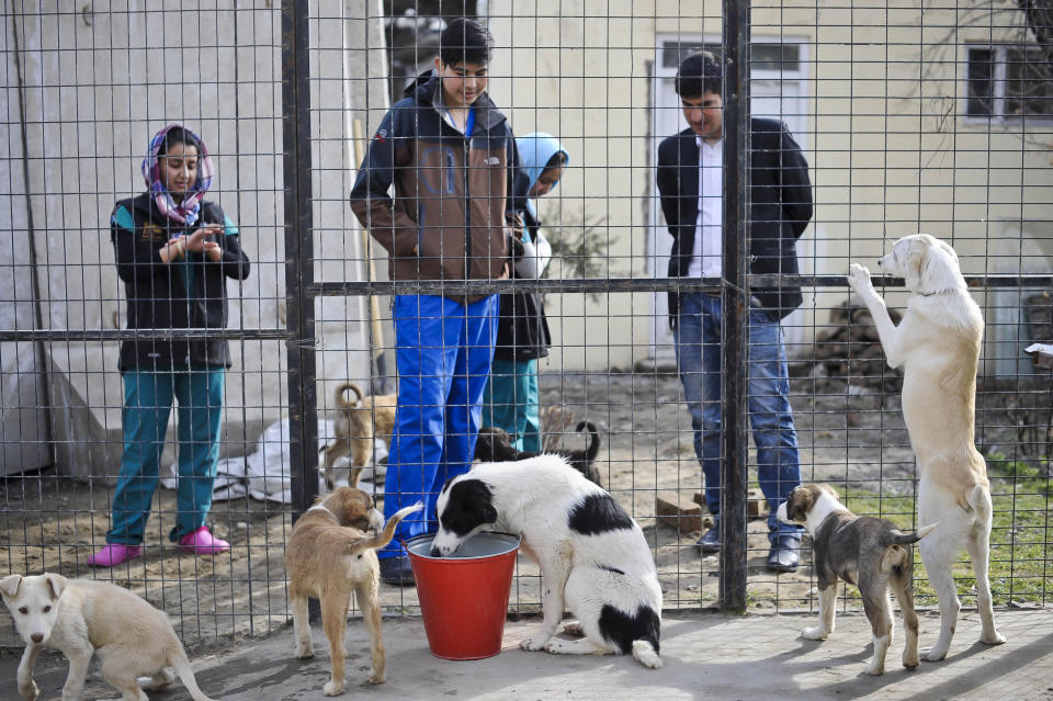 Previously unreleased image dated 12/03/14 of Puppies that been rescued and are looking to be re-homed inside the kennels at the Nowzad Dogs charity based in Kabul, Afghanistan, a British charity set up by former Royal Marine Sergeant Pen Farthing in 2007.   (Photo by Ben Birchall/PA Images via Getty Images)