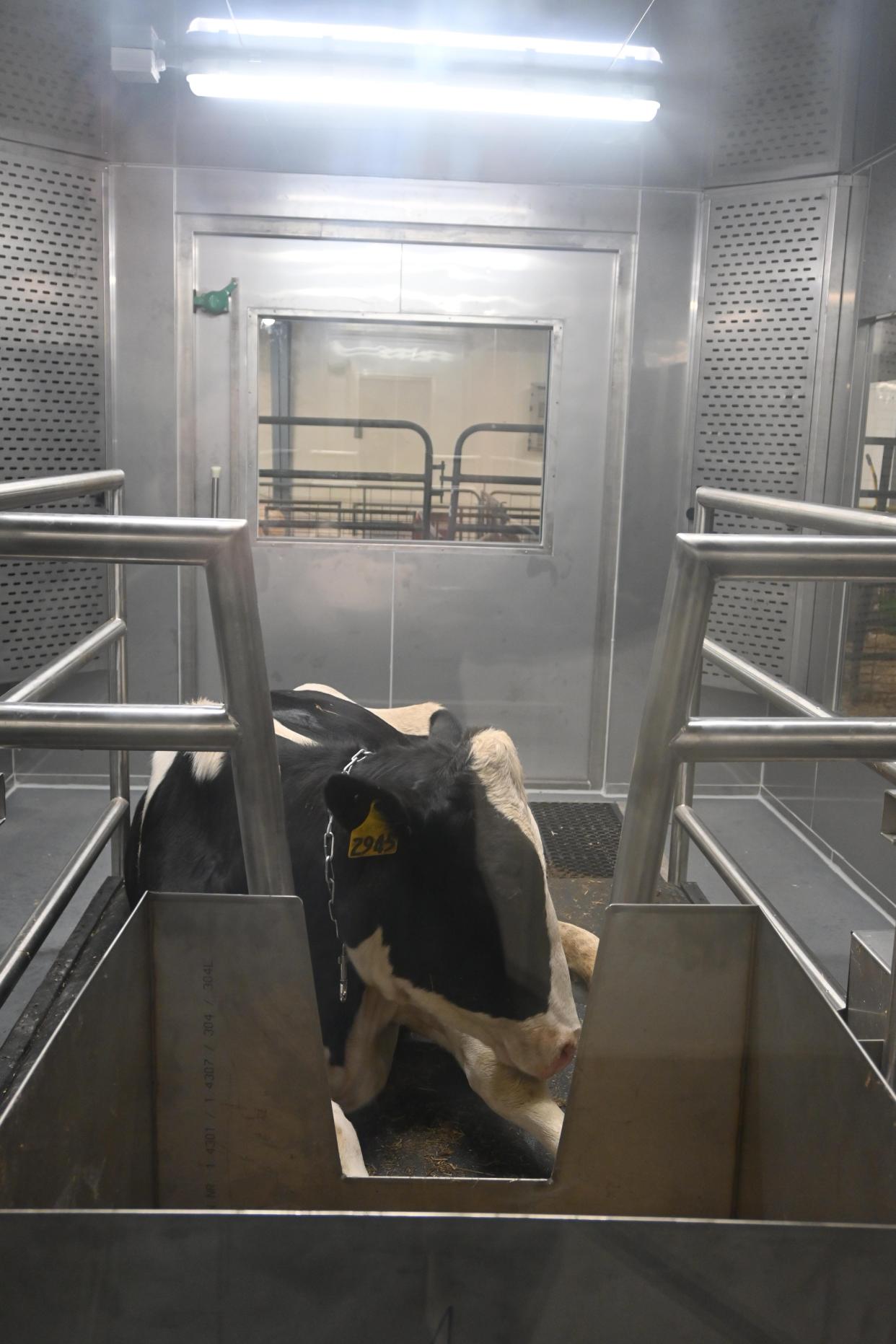 A cow inside CALS new emissions chambers