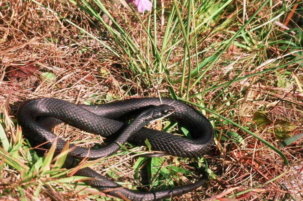The southern black racer is a common, native, non-venomous snake is our area that is easily identified by its slate black body and white chin.