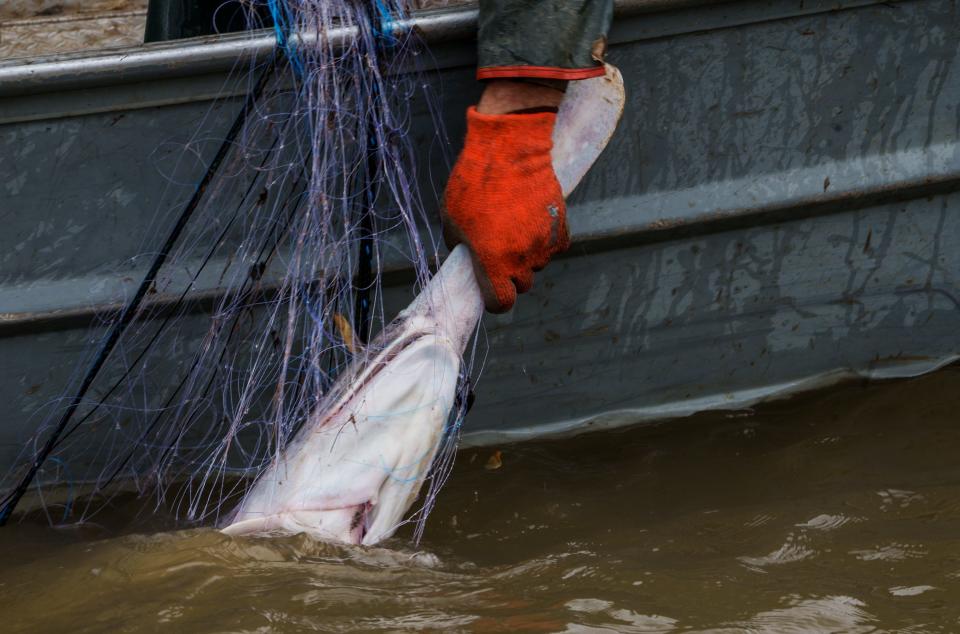 Chris Epperson grabs onto a large paddlefish Sunday, April 16, 2023, while pulling nets on the Ohio River. Once the fish is in the boat, Derrick Hammond measures to be sure the fish is the proper length.