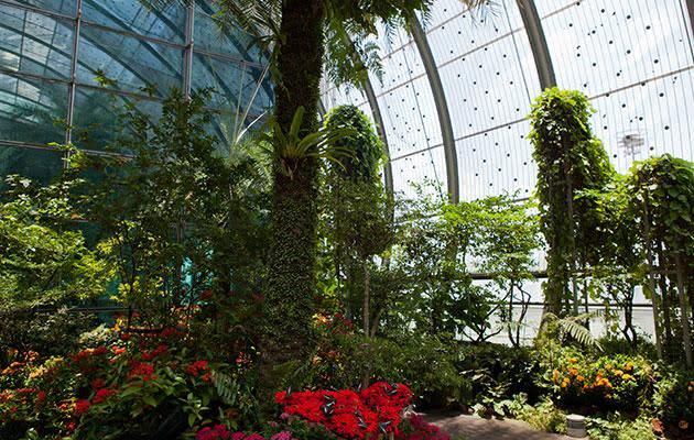 A firm favourite, Singapore has tons of airport freebies including several gardens. Photo: Getty images