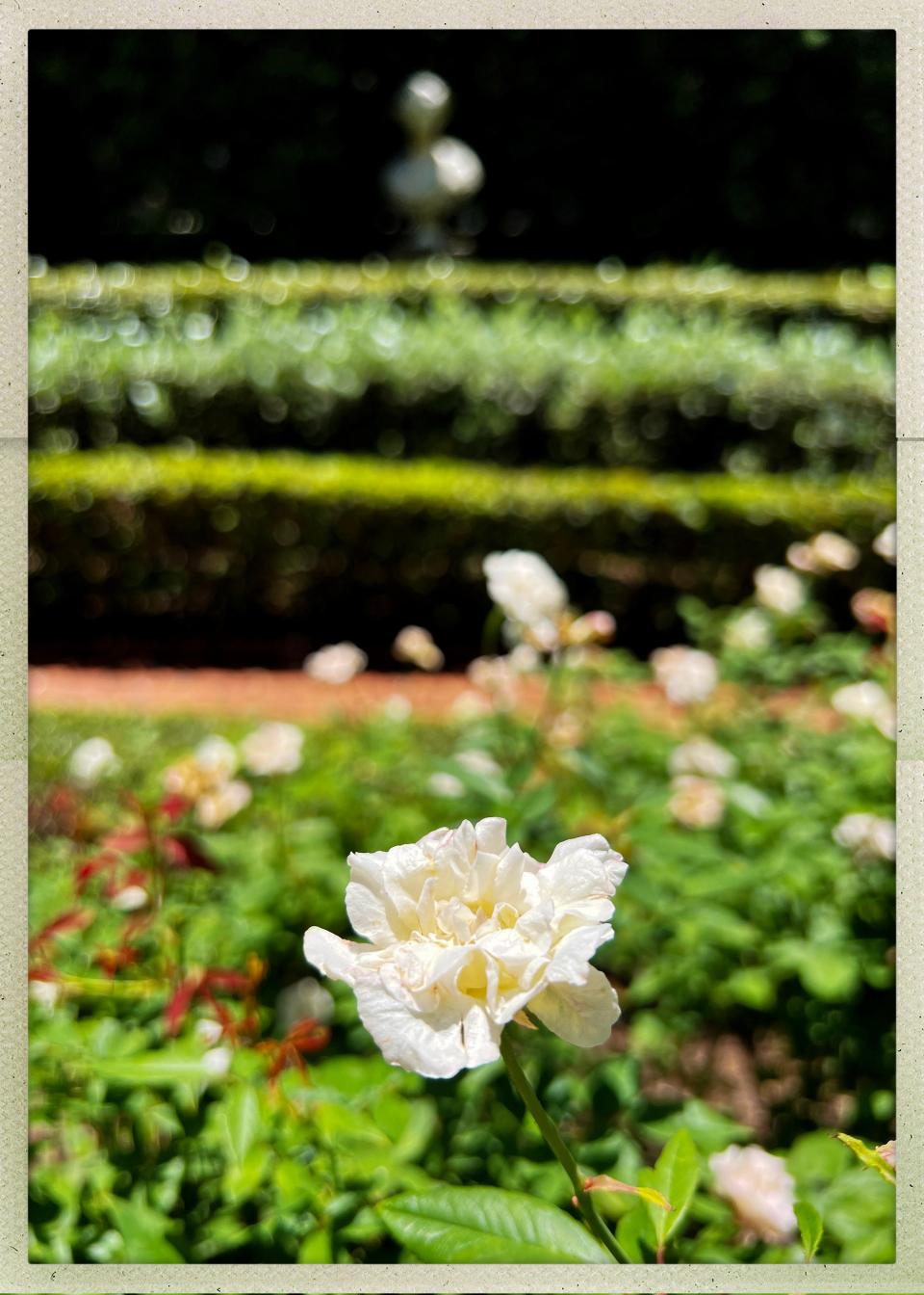 Flowers bloom in the Four Arts Botanical Gardens in Palm Beach, Florida on June 15, 2023.