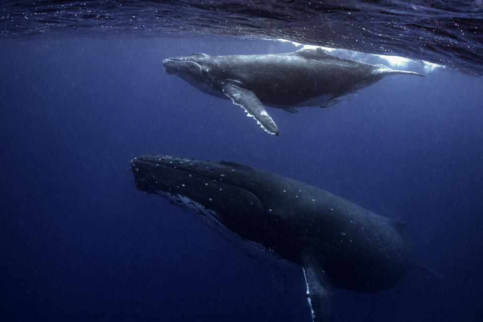 Two Gray whales (Eschrichtius robustus) swimming underwater