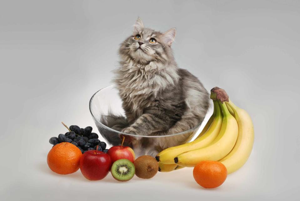 What Fruits Can Cats Eat? - Yahoo Life
