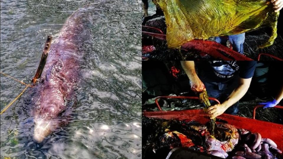 一頭年輕雄性柯氏喙鯨15日在菲律賓南部海岸擱淺，解剖後發現牠的胃裡有40公斤的塑膠袋。／翻攝自大骨收集者臉書