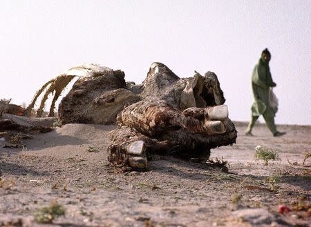 A man walks past the partially sand covered carcass of a cow in the dried up bed of the Hamoun lake outside Zabol in this July 17, 2001 file photo. REUTERS/Carten Firouz/Files