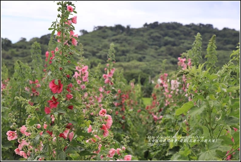 蜀葵(花蓮十六股大道)-2017-05-08.jpg