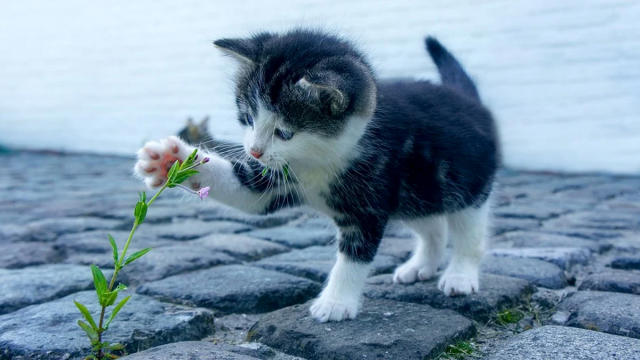 cute kitties gif