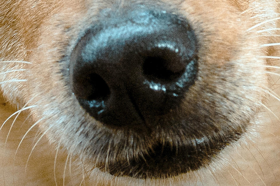<p>What tiny dog has this big nose? </p>