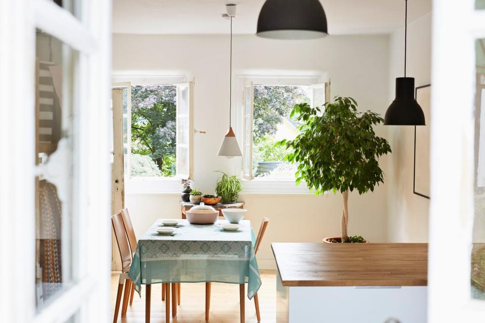 bright kitchen with large plant in corner