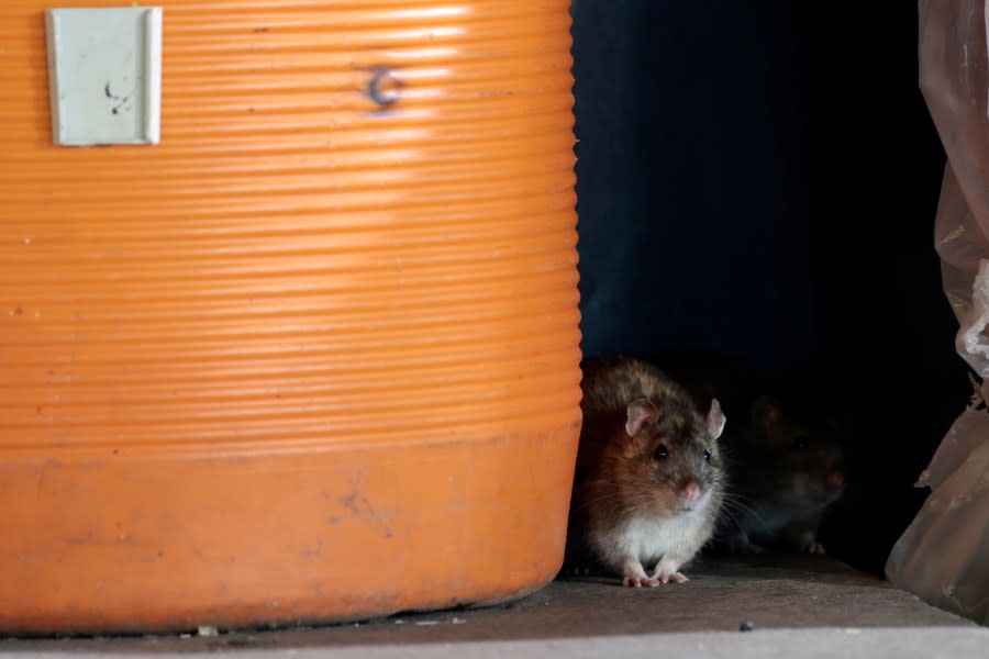 Brown rats crawl through trash on Union Station Plaza on January 12, 2022 in Washington, DC. (Photo by Anna Moneymaker/Getty Images)