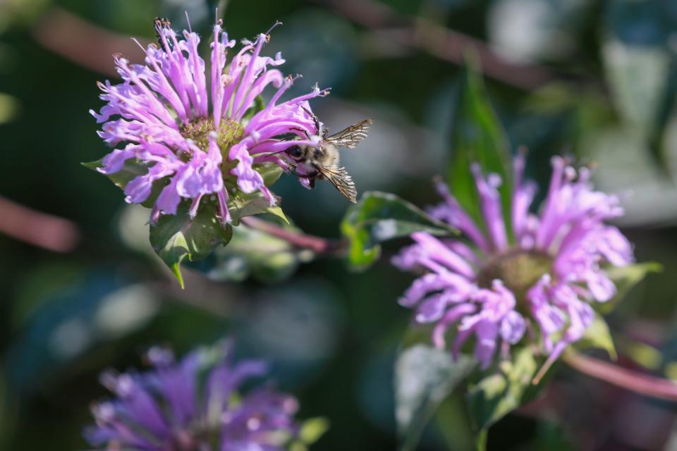More than 450 varieties of bees are native to Michigan.