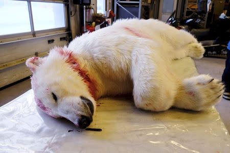 The remains of the polar bear which attacked Jakub Moravec from Prague in the Czech Republic whilst he was sleeping in a tent near Fredheim on Spitsbergen island in the Svalbard archipelago is pictured early March 19, 2015. REUTERS/Hakon Mosvold Larsen/NTB Scanpix