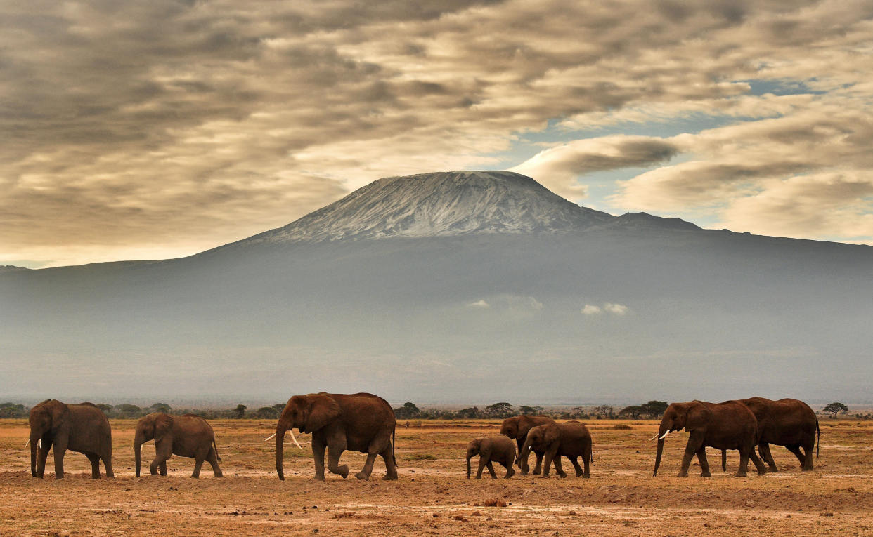 A herd of elephants walk in front of Mount Kilimanjaro in Amboseli National Park in Kenya in 2016. (Carl De Souza / AFP via Getty Images)