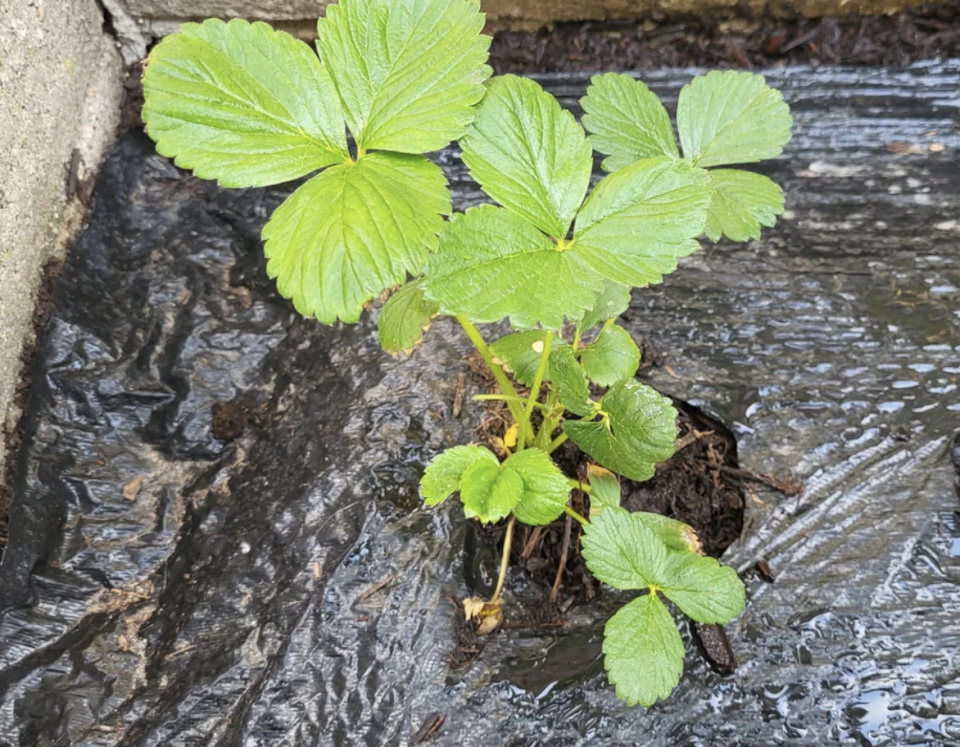 Young strawberry plant growing through a hole in black plastic mulch, with green leaves spread out