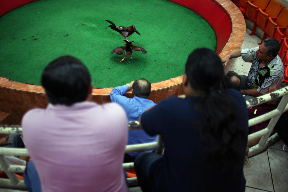 In this Friday, July 6 2012 photo, people watch gamecocks battle in a ring lined with artificial turf at Las Palmas, a government-sponsored cockfighting club in Bayamon, Puerto Rico. The island territory’s government is battling to keep the blood sport alive, as many matches go underground to avoid fees and admission charges levied by official clubs. Although long in place, those costs have since become overly burdensome for some as the island endures a fourth year of economic crisis. (AP Photo/Ricardo Arduengo)