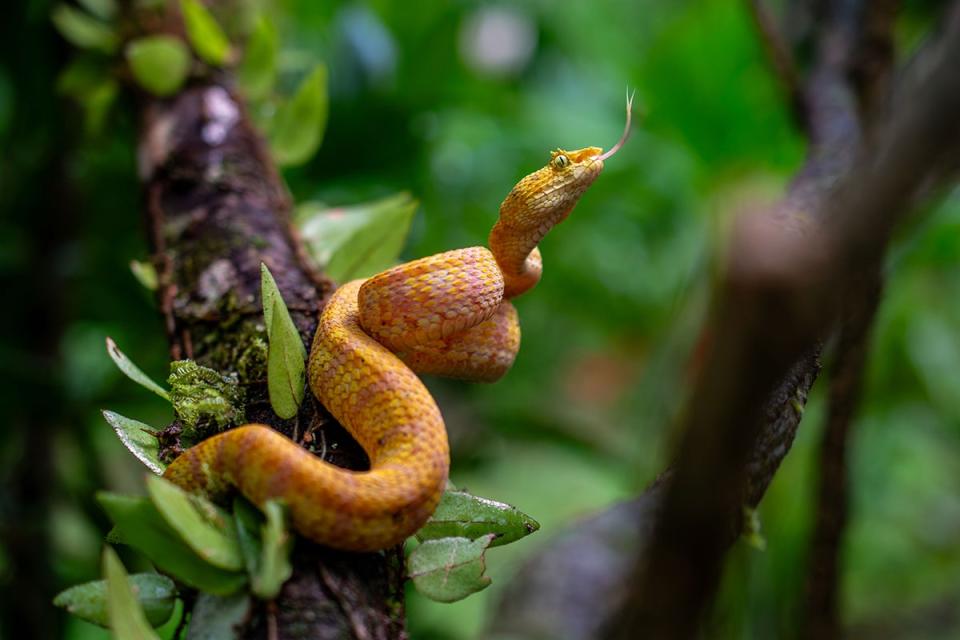 An eyelash pitviper from the New Wold tropics. This species feeds on small vertebrates, including frogs, lizards, bats, and birds. <em>CREDIT: Tristan Schramer, University of Michigan</em>