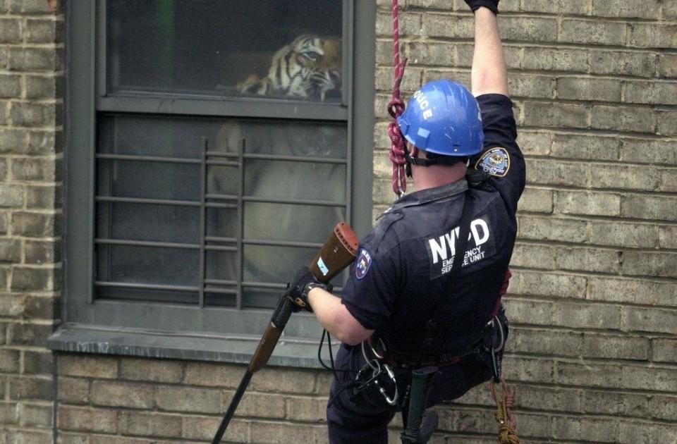 A tiger in a Harlem apartment